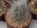 Cephalocereus Senilis